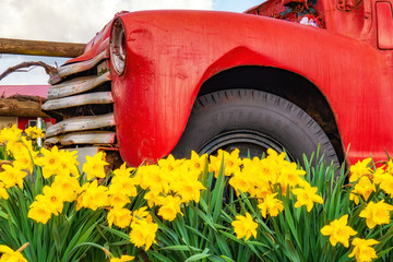 Spring Flowers Blooming Around Classic Cars in the Pacific Northwest