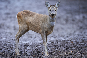 Roe deer in the forest