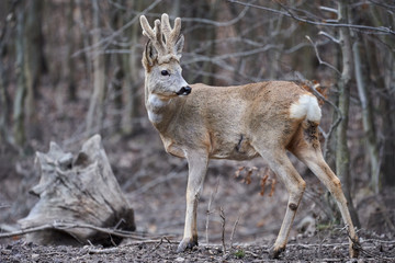 Roebuck in the forest