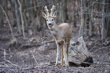 Roebuck in the forest