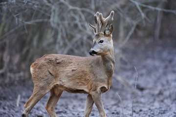 Roebuck in the forest