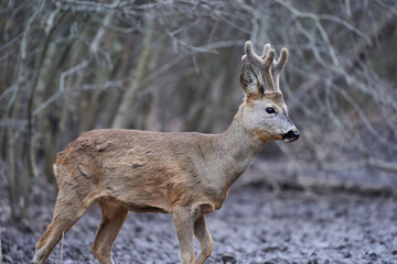 Roebuck in the forest
