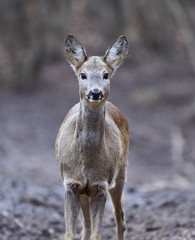 Roe deer in the forest