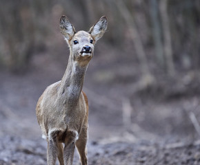 Roe deer in the forest