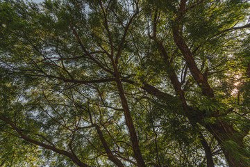 Taxodium mucronatum or Ahuehuete is a species of Taxodium that is native to Mexico 