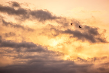 Birds Migrating In The Spring on Sauvie Island, Portland Oregon