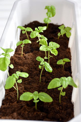 Basil in a white pot