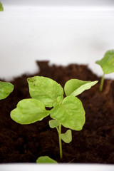 Basil in a white pot