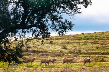 ovejas en campo