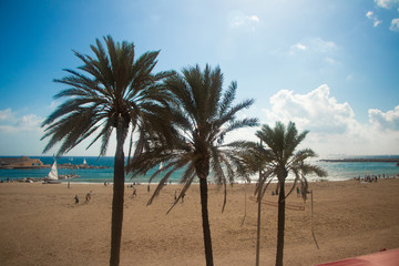Fototapeta na wymiar tropical beach with palm trees-barcelona