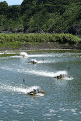 奄美大島 くるまえび養殖場