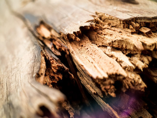 Rotten old Rusty Wood. Broken Tree Close up. Macro Photo