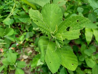 Green sida rhombifolia in the nature background