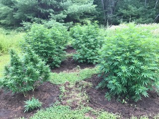 the weed patch