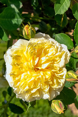 Rosa Alberic Barbier in British park - London, UK