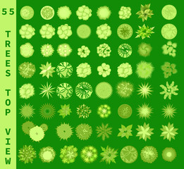 Different trees top view. View from above set for architectural and landscape natural green space design. Vector