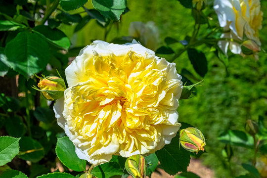 Rosa Alberic Barbier in British park - London, UK