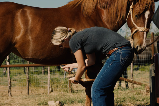 Farm and ranch lifestyle shows woman cleaning horse hooves close up.