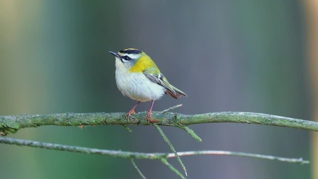 Firecrest - Regulus ignicapilla with the yellow crest singing in the dark forest, small european bird in the forest habitat.