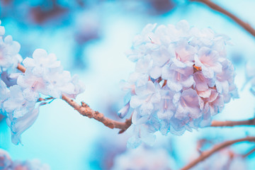Soft blurred of flowers with soft in pastel tone for background.