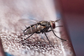 mosca