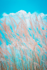 Beautiful grass flowers in vintage tones for the background.