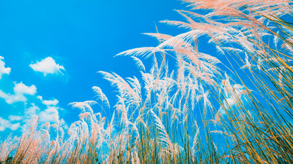 Fototapeta na wymiar Beautiful grass flowers in vintage tones for the background.