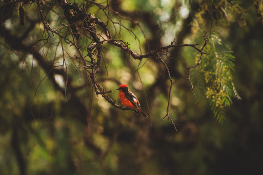 Close up of the contrast of a vibrant red bird  standing on a branch of a tree