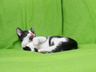 black and white kitten licking nose
