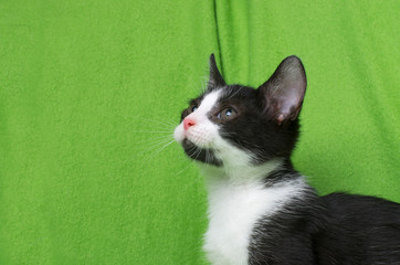 black and white kitten on green