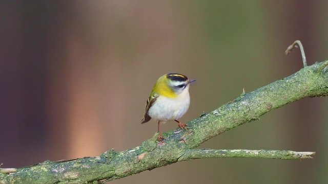 Firecrest - Regulus ignicapilla with the yellow crest singing in the dark forest, small european bird in the forest habitat.