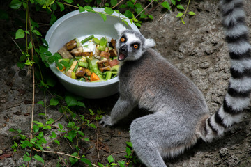 Lemur Eating Bowl of Food, Zoo Animals