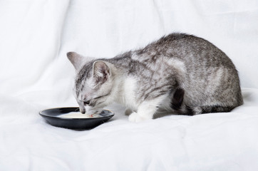 cat drinking milk