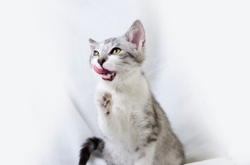 cat licking its mouth