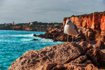 Seagull is watching you. Great scene at Boca do Inferno, Hell's Mouth – Cascais, Portugal