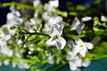 Bouquet of fragrant white stock flowers (matthiola)
