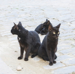 three black cats on the street