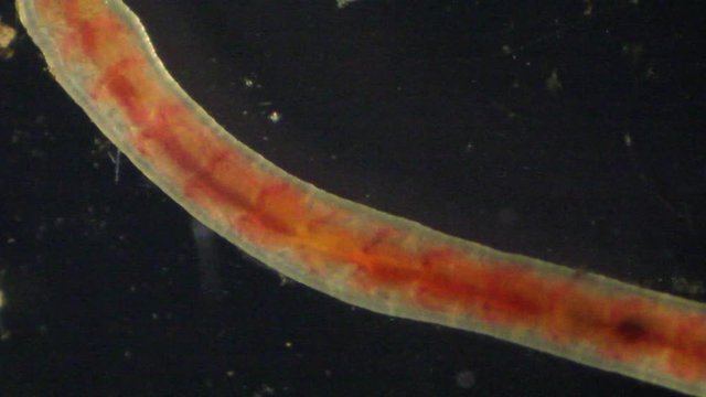 Lumbriculus Worm