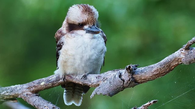 Dacelo novaeguineae - Laughing Kookaburra big kingfisher sitting on the branch in green forrest  in Tasmania, Australia