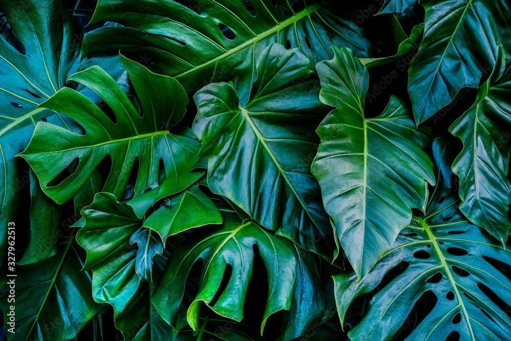 Wall mural monstera green leaves or monstera deliciosa in dark tones, background or green leafy tropical pine f