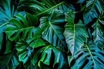 Fototapeta na wymiar Monstera green leaves or Monstera Deliciosa in dark tones, background or green leafy tropical pine forest patterns for creative design elements. Philodendron monstera textures
