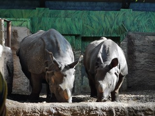 Naklejka premium rinoceronte 