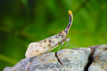 White wing Lantern-fly (Pyrops astarte) is a species of planthopper, found in Southeast Asia, and also known as Red nose lantern bugs. Lanternflies : The unicorns of the insect world. Beautiful insect