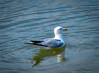 Fototapeta na wymiar Bird swimming in water