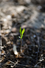 young plant in soil