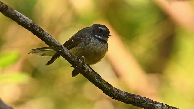 Rhipidura fuliginosa - Fantail - piwakawaka in Maori language - sitting on the branch in the forest of New Zealand