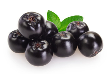 Fresh chokeberry on white background