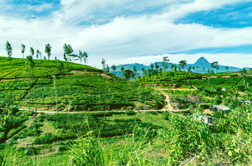 Obraz premium Beautiful view on tea plantation near Nuwara Eliya, Sri Lanka