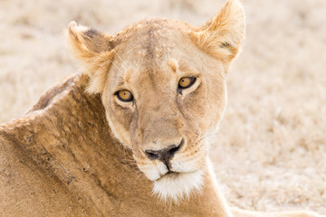 Lioness close up. Serengeti National Park, Tanzania, Africa