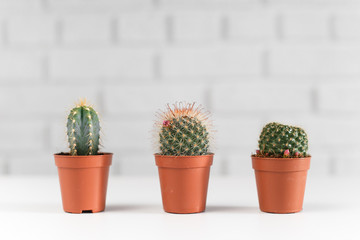 Three small cactuses in a pot, in white interior.